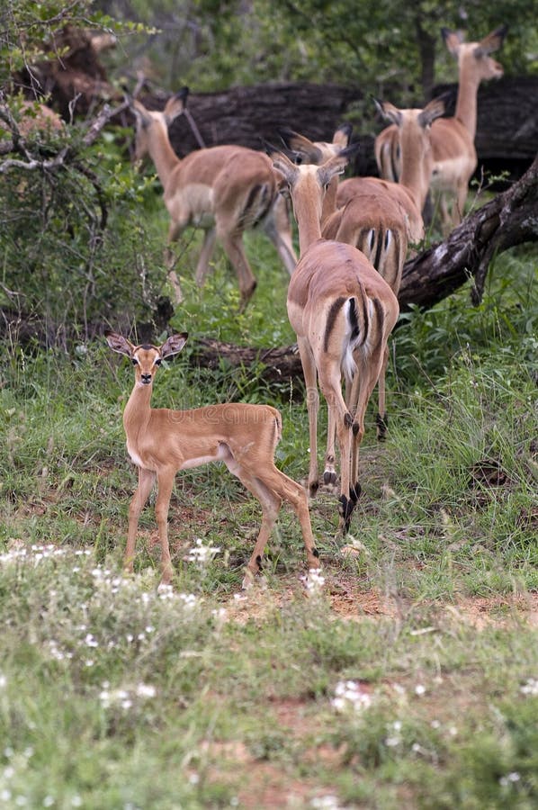 Impala In South Africa s