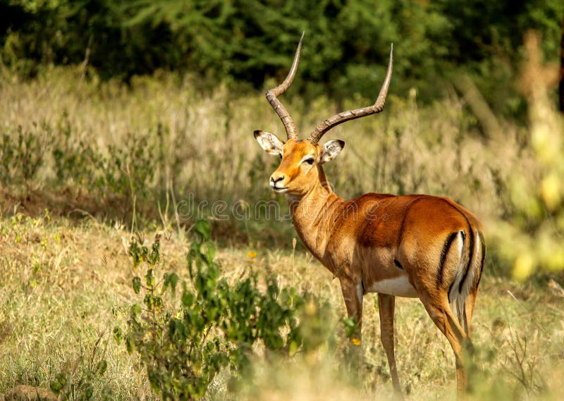 Impala staring at camera at Lake Naivasha stock images Impala staring at camera at Lake Naivasha stock images