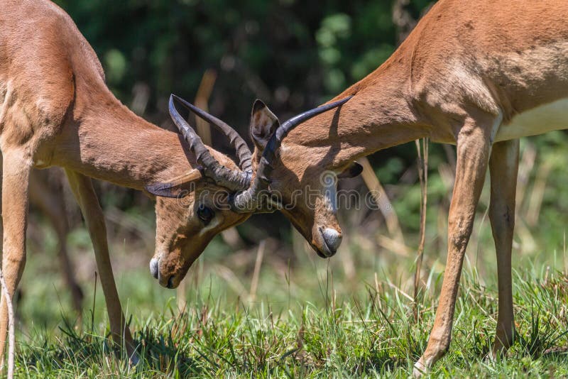 Impala sträubt sich Wettbewerb-Horn-wild lebende Tiere