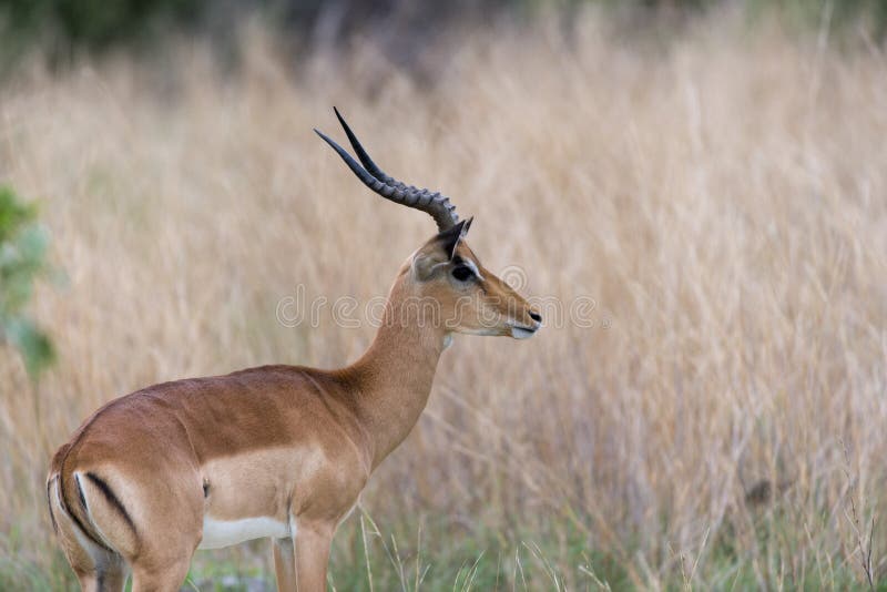 An Impala taken from the side stock photography