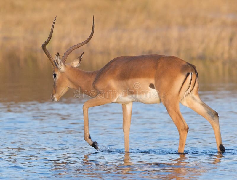 Impala wading through water stock image