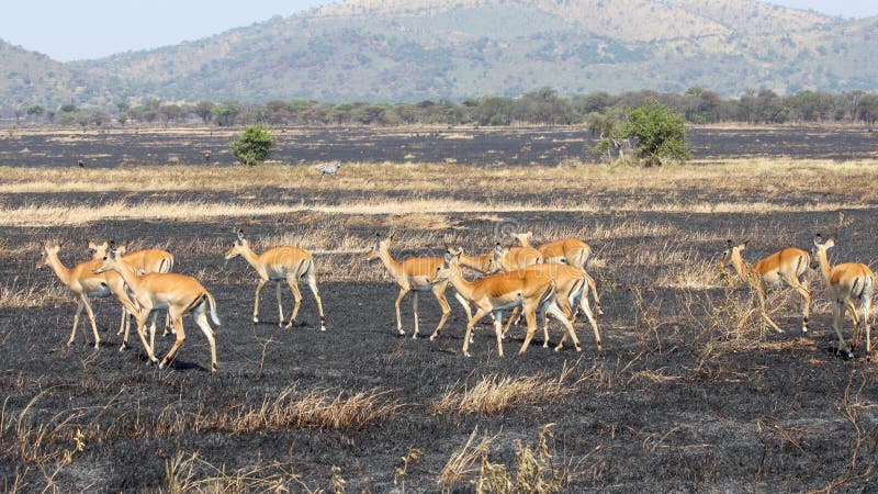 Impala walking on burned land stock photo Impala walking on burned land stock photo