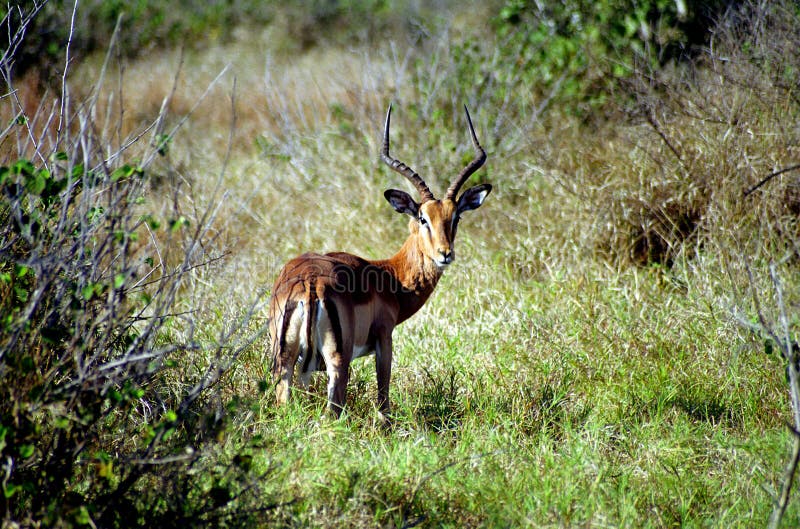 Impala, εθνικό πάρκο Kruger, νοτιοαφρικανική Δημοκρατία στοκ φωτογραφία με δικαίωμα ελεύθερης χρήσης