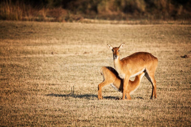 Impala μητέρων και μωρών στοκ εικόνες Impala μητέρων και μωρών στοκ εικόνες