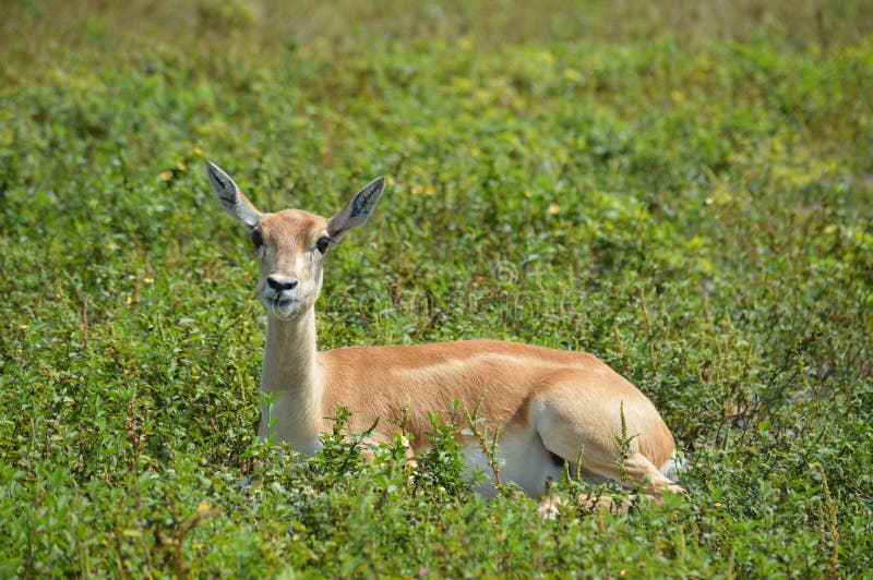 impala μωρών στοκ εικόνες με δικαίωμα ελεύθερης χρήσης impala μωρών στοκ εικόνες με δικαίωμα ελεύθερης χρήσης