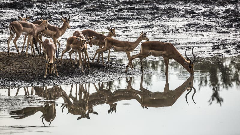 Impala στο εθνικό πάρκο kruger νότια αφρική στοκ φωτογραφίες