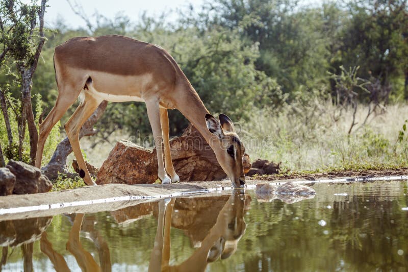 Impala στο εθνικό πάρκο kruger νότια αφρική στοκ εικόνες