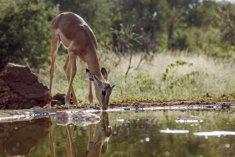 Impala στο εθνικό πάρκο kruger νότια αφρική στοκ εικόνα