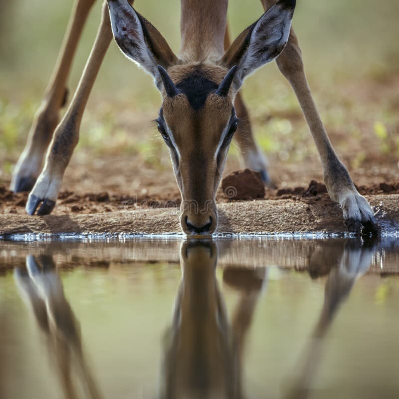 Impala στο εθνικό πάρκο kruger νότια αφρική. κοινό πορτρέτο impala που πίνει με αντανάκλαση στο εθνικό πάρκο kruger νότια αφρική, ειδικός aepyceros melampus family bovidae