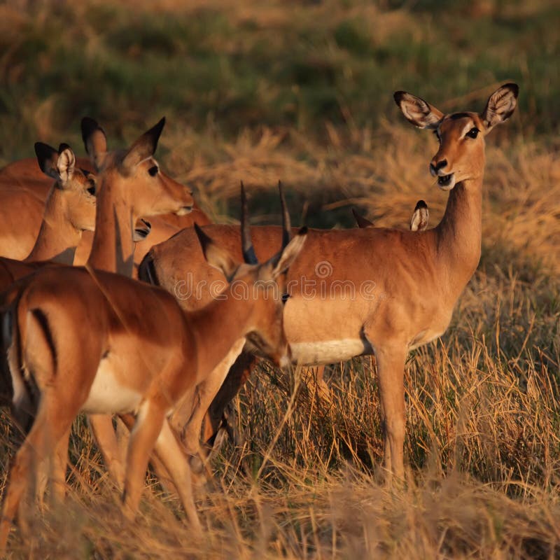 Impalas stock photos