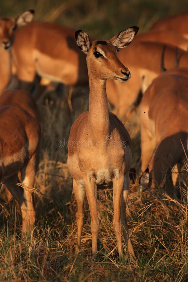 Impalas in morning light stock photos