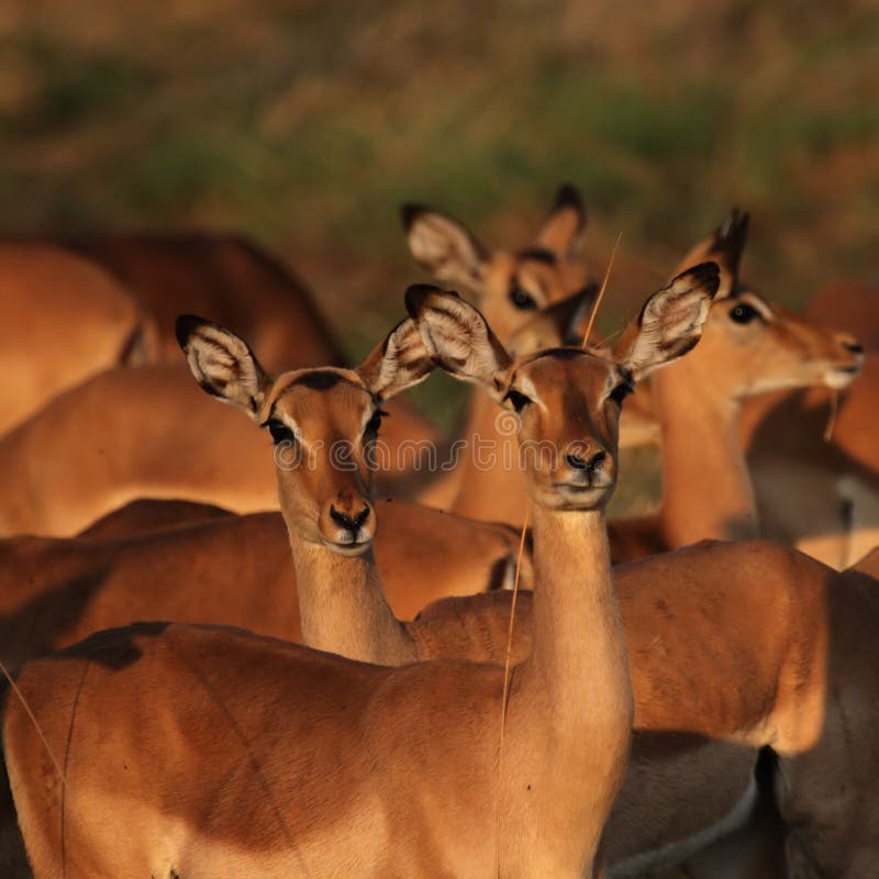 Impalas in morning light royalty free stock image
