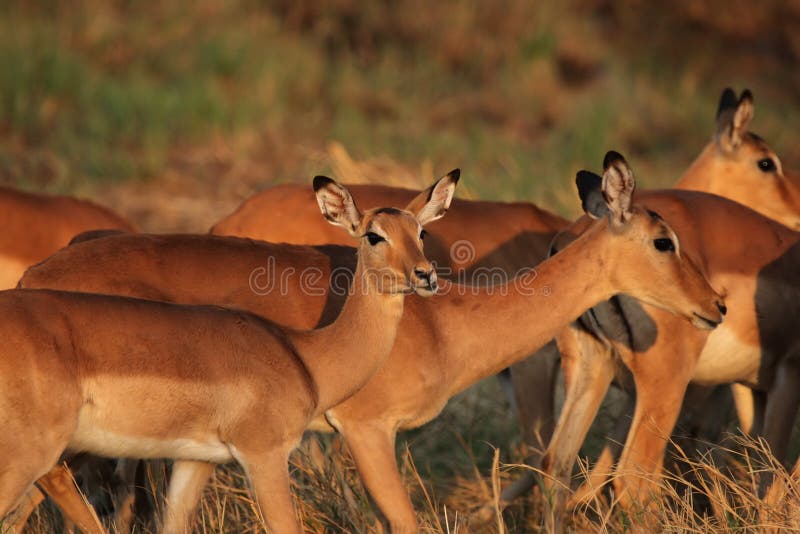 Impalas in morning light royalty free stock photography