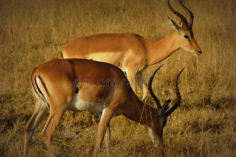 Impalas in Okavango delta, Botswana, Africa. royalty free stock photos