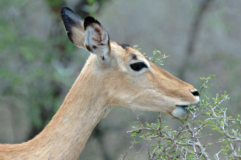 Impale Antelope.