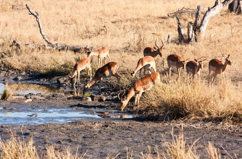 Impale herd drinking water royalty free stock image