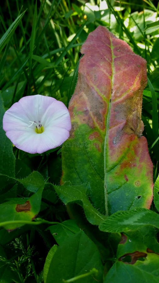 Impallidisca l'ipomea rosa e la grande foglia fotografia stock Impallidisca l'ipomea rosa e la grande foglia fotografia stock