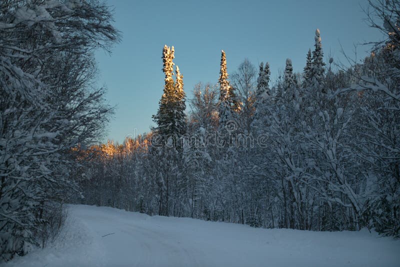 Impassable Snow Covered Siberian Taiga Stock Photo Image Of Siberia