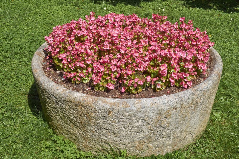 Impatiens em um plantador de pedra foto de stock royalty free Impatiens em um plantador de pedra foto de stock royalty free