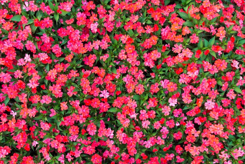 Fundo de flores de Impatiens foto de stock royalty free
