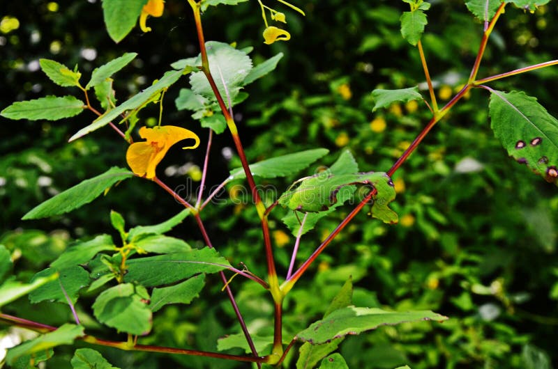 Impatiens-noli-tangere- Wild Wachsende Pflanze Anlage, Die Im Sommer