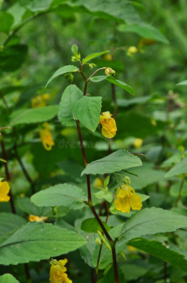 Impatiens-noli-tangere- Wild Wachsende Pflanze Anlage, Die Im Sommer