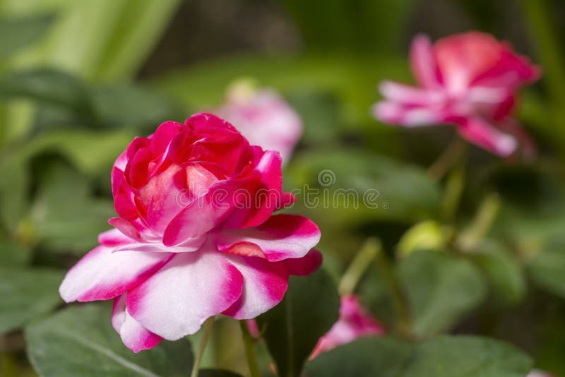 Impatiens walleriana flower