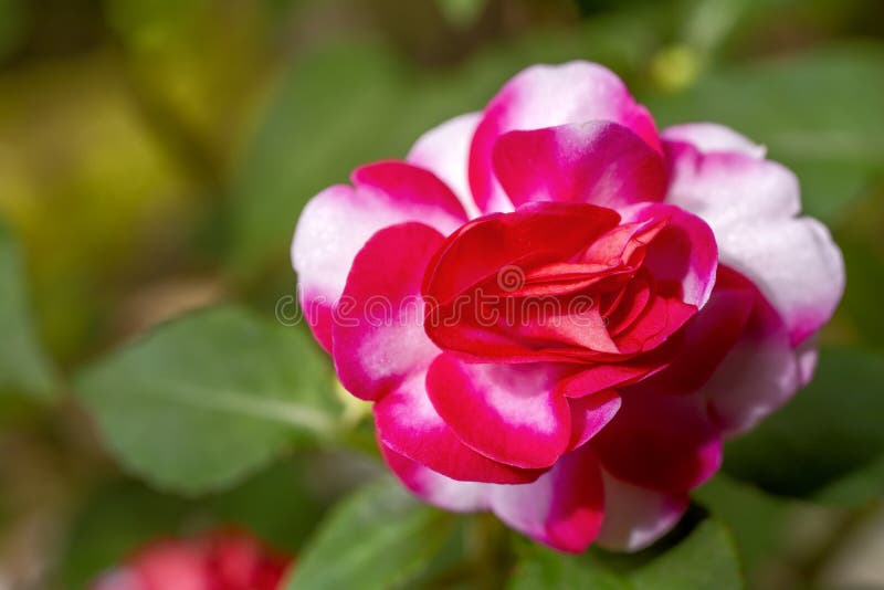 Impatiens walleriana flower