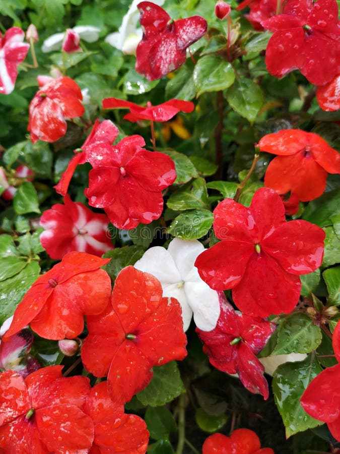 Busy Lizzie British Isles flowers. Impatiens walleriana syn. Impatiens sultanii, also known as busy Lizzie British Isles, balsam, sultana, or simply impatiens stock images Busy Lizzie British Isles flowers. Impatiens walleriana syn. Impatiens sultanii, also known as busy Lizzie British Isles, balsam, sultana, or simply impatiens stock images