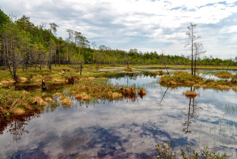 Summer. Impenetrable swamp in the Siberian taiga