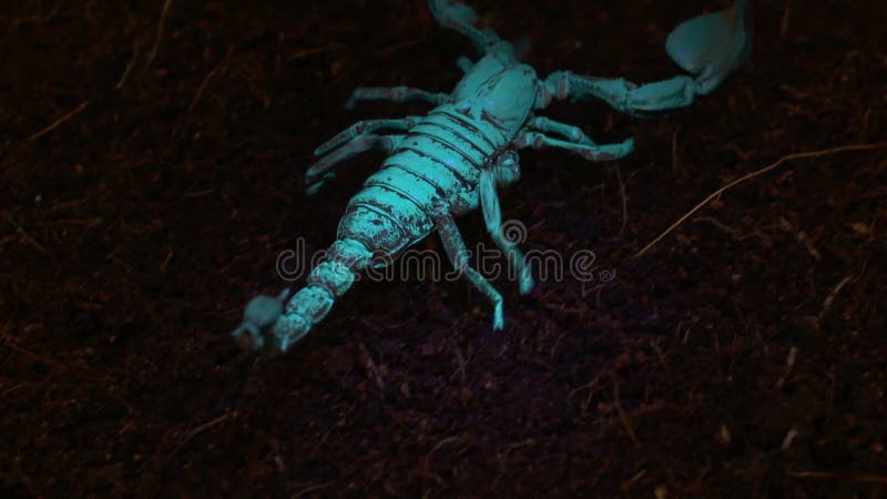 Imperador Escorpião em Blacklight