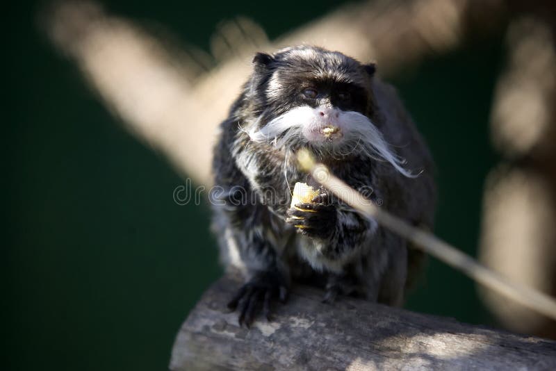 Imperator di Saguinus fotografia stock libera da diritti Imperator di Saguinus fotografia stock libera da diritti