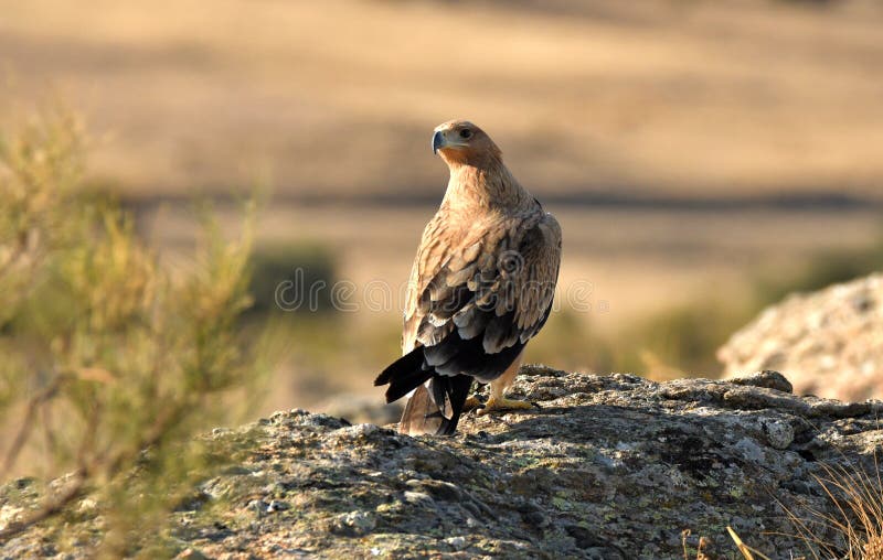 An imperial eagle in the mountain range of Abule. Spain. Tree kingfisher stock images, royalty-free photos and pictures