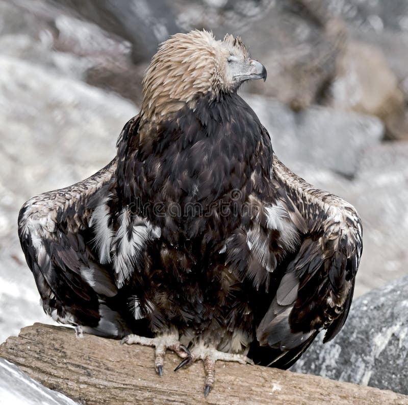 Young Golden Eagle Stock Photos Download 937 Royalty Free Photos