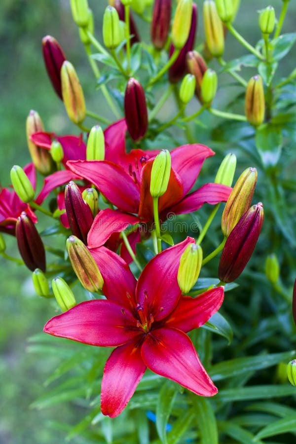 Imperial Lily (Lilium Bulbiferum) Stock Photo Image of plant, green