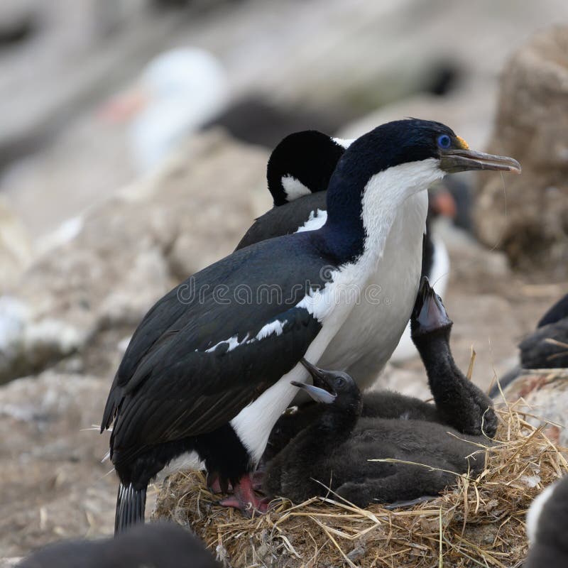 Pair of blue-eyed cormorants or blue-eyed shags with two chicks begging for feeding on New Island, Falkland Islands royalty free stock photography Pair of blue-eyed cormorants or blue-eyed shags with two chicks begging for feeding on New Island, Falkland Islands royalty free stock photography