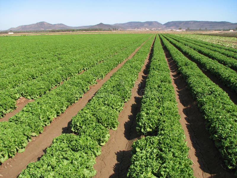 Imperial Valley lettuce farm