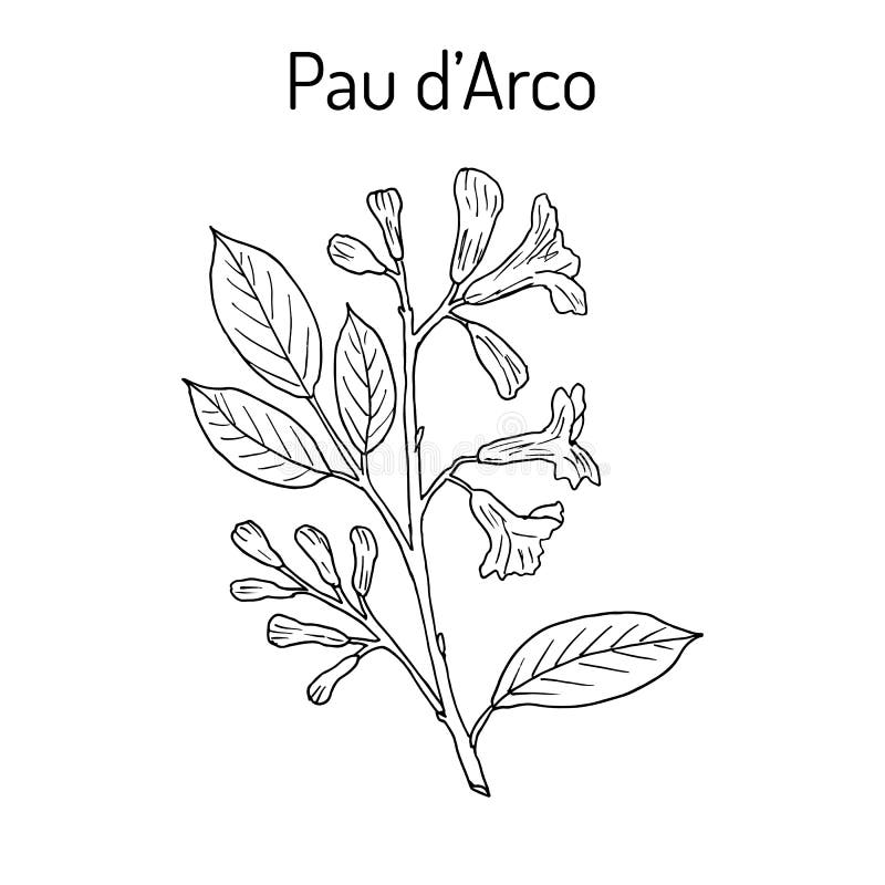 Impetiginosa De Pau D Arco Tabebuia, Ou árvore De Trombeta, Planta  Medicinal Ilustração do Vetor - Ilustração de ambiente, remédio: 88816419