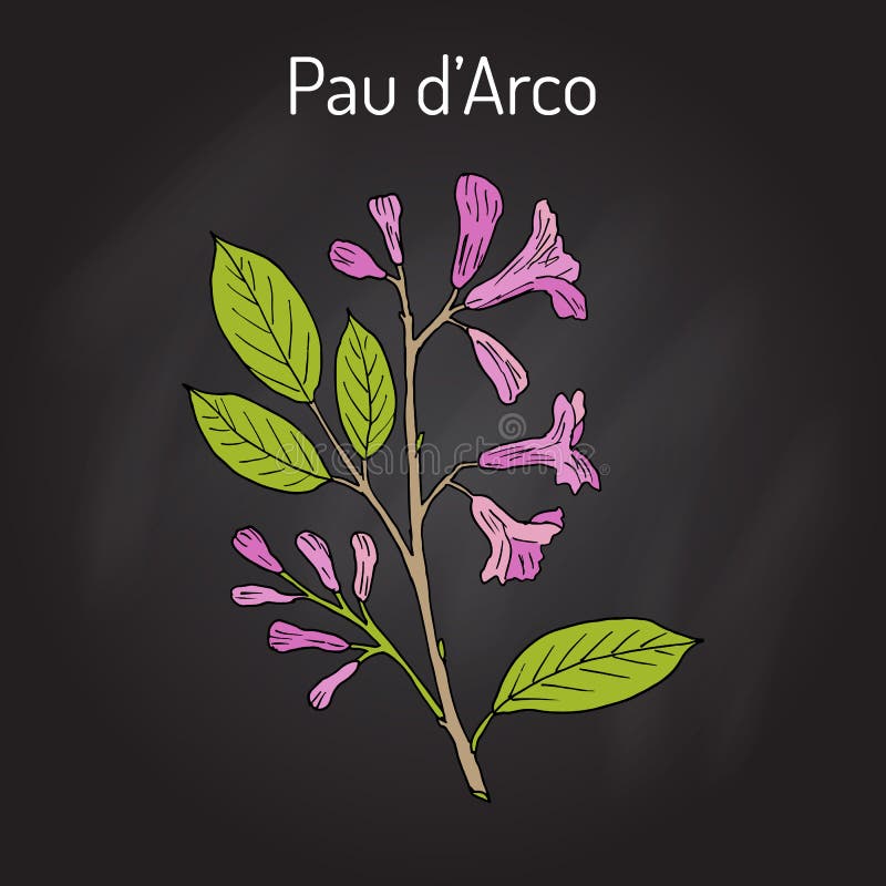 Impetiginosa De Pau D Arco Tabebuia, Ou árvore De Trombeta, Planta  Medicinal Ilustração do Vetor - Ilustração de trombeta, remédio: 89788626