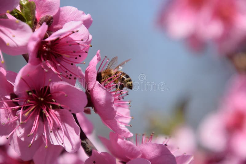 Impollinazione dei fiori dalla pesca delle api fotografia stock Impollinazione dei fiori dalla pesca delle api fotografia stock
