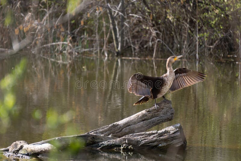 Impresionante Gran Cormorante Phalacrocorax auritus en el tronco en un río exuberante secado alas esparcidas al sol reflejando foto de archivo libre de regalías