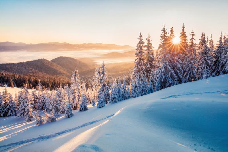 Impresionante mañana de invierno en las montañas carpáticas con árboles de abetos cubiertos de nieve. colorida escena al aire libr imagen de archivo libre de regalías