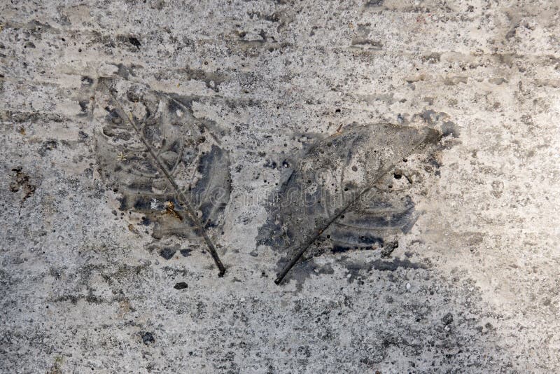 Impression of Leaves in Concrete Stock Photo - Image of detail