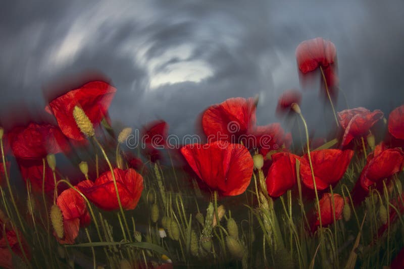 Night photos of blooming field with poppies in a storm full of expression, expressive of anxiety and concern, a symbol of confusion perezhivaniya- remind impressionism and expressionism in painting. Night photos of blooming field with poppies in a storm full of expression, expressive of anxiety and concern, a symbol of confusion perezhivaniya- remind impressionism and expressionism in painting