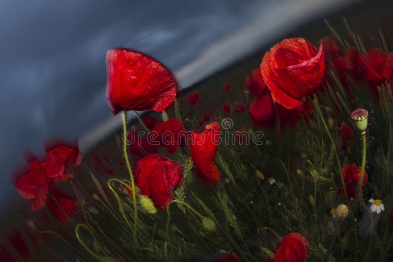 Night photos of blooming field with poppies in a storm full of expression, expressive of anxiety and concern, a symbol of confusion perezhivaniya- remind impressionism and expressionism in painting. Night photos of blooming field with poppies in a storm full of expression, expressive of anxiety and concern, a symbol of confusion perezhivaniya- remind impressionism and expressionism in painting