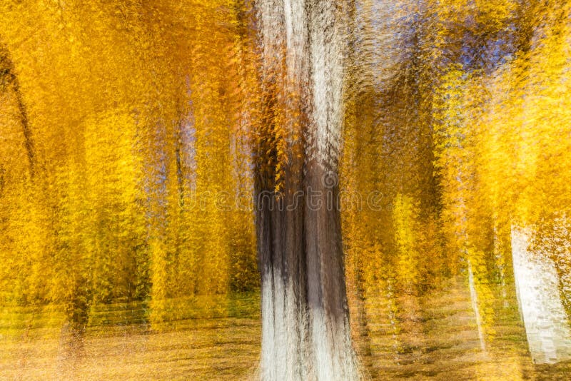 Impressionistic gult träd, New England, åtskilliga exponeringar, Oktober 18, 2016 arkivbild Impressionistic gult träd, New England, åtskilliga exponeringar, Oktober 18, 2016 arkivbild