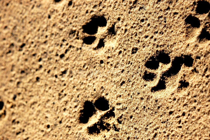 Empreintes de Pattes images libres de droits