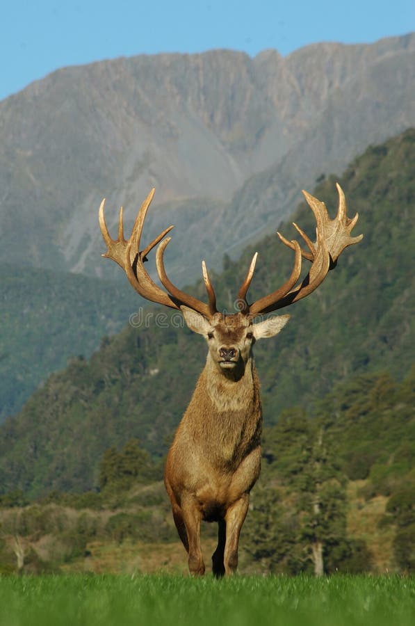Impressive antlers royalty free stock photo Impressive antlers royalty free stock photo