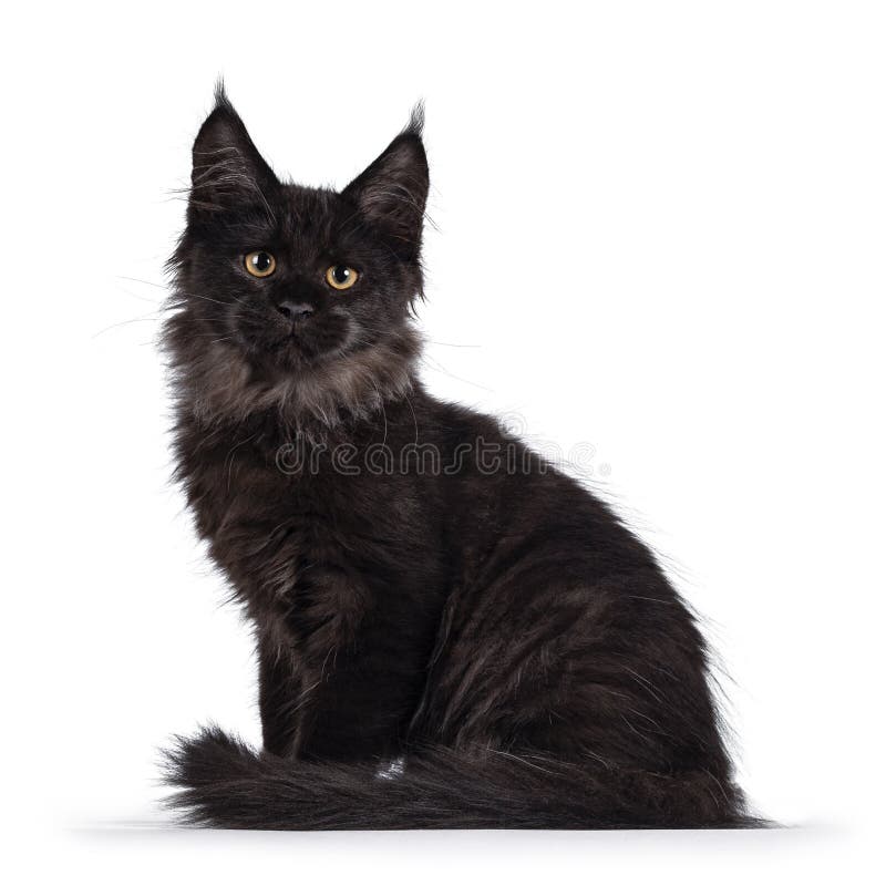 concert hardware Preach Black Smoke Cat Kitten on White Stock Image - Image of shot, impressive: 203905325 concert hardware Preach Black Smoke Cat Kitten on White Stock Image - Image of shot, impressive: 203905325