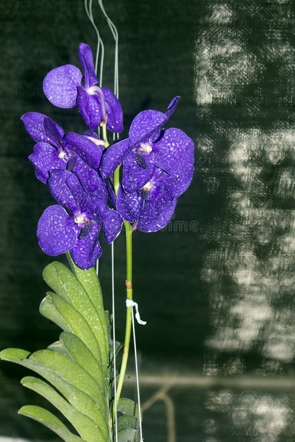 Impressive Blue Orchids stock photo. Image of orchids 173454734